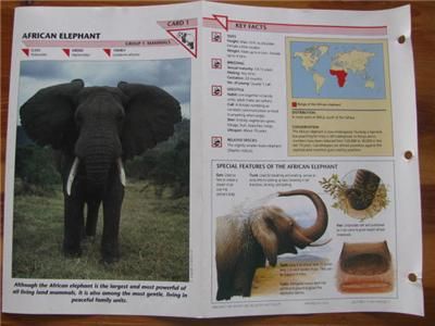 Wildlife Fact File Replacement Cards Group 1 Mammals Replacement 