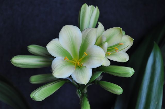 Weedens TKO Bos Overberg X TKO Peoples Choice Clivia Seedling Plant 