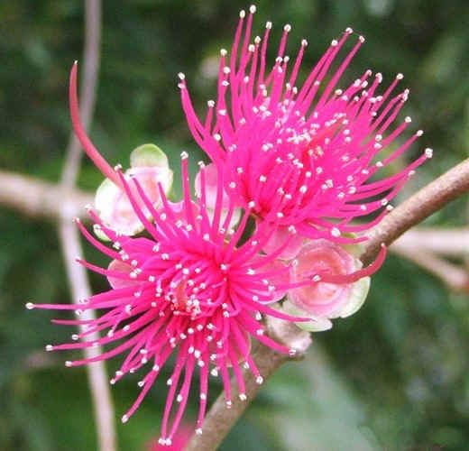 Mountain Apple Tree    Hawaiian Ohiaai    Juicy fruit  