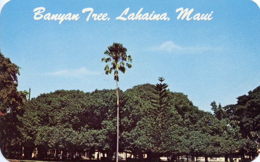 Banyan Tree, Lahaina, Maui, Hawaii, Unused postcard  