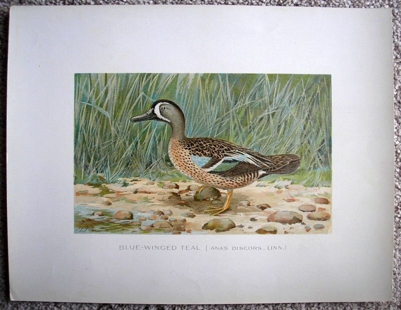 BLUE WINGED TEAL DUCK   1913 Ridgeway Bird Print  