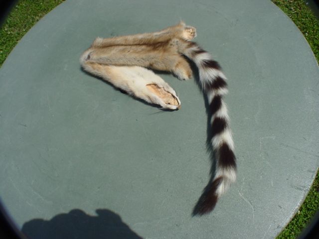 Professionally tanned ringtail pelt. Craft tanned not garment tanned 