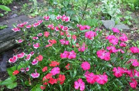   and reds mat forming habit with tightly grouped flowers cold weather