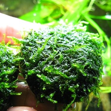 JAVA Moss x2 stone pads   Live aquarium plant fern fish  