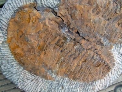 NEW   DOUBLE Fossil Trilobite   Cambropallas telesto   Andalusiana   T