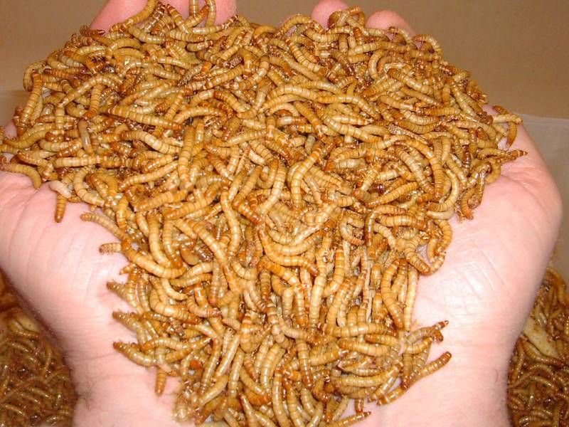 1000 Live Lg Meal Worms Vita mealies®   