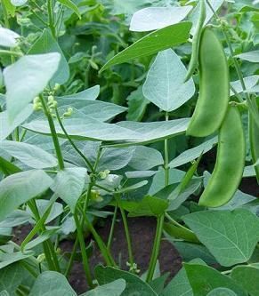 Bean Henderson Baby Lima 25 Seeds Only Heirlooms + GIFT  