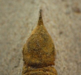 UPPER ORDOVICIAN SYMPHYSOPS SP. TRILOBITE FROM MOROCCO  